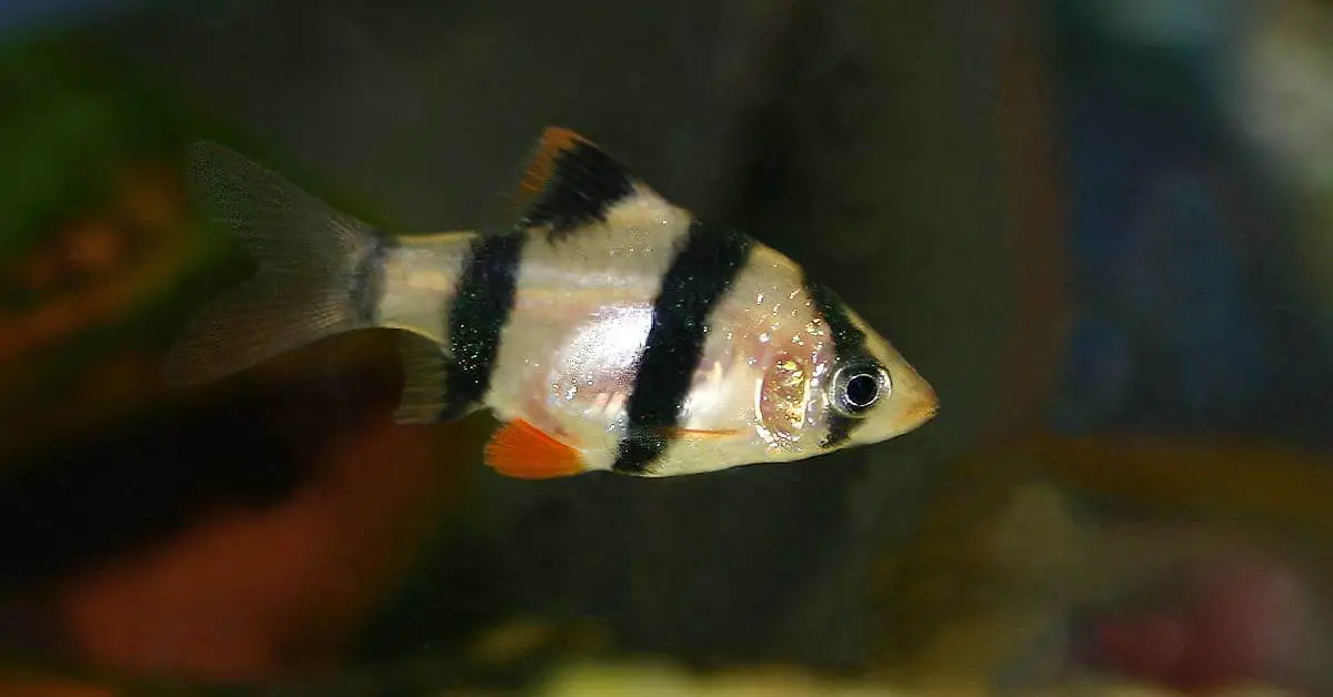 the best fish for beginners: Tiger Barb