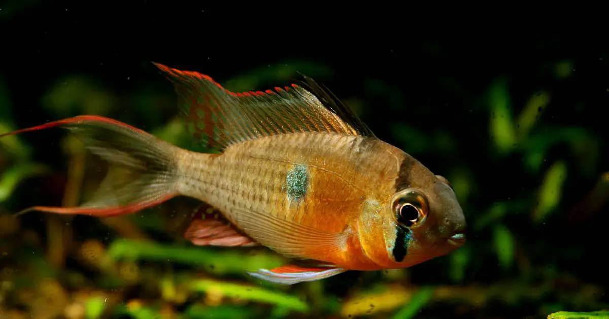 the best freshwater fish for a 30 gallon tank: Red Shoulder Dwarf Cichlid