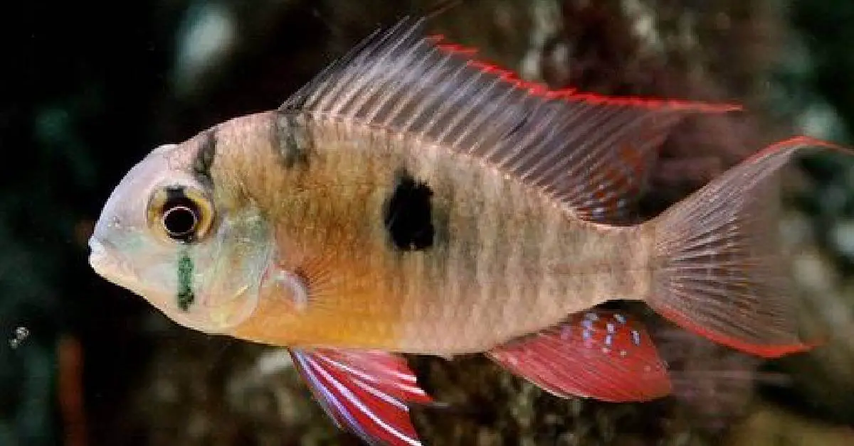the best fish for beginners: Bolivian Cichlids