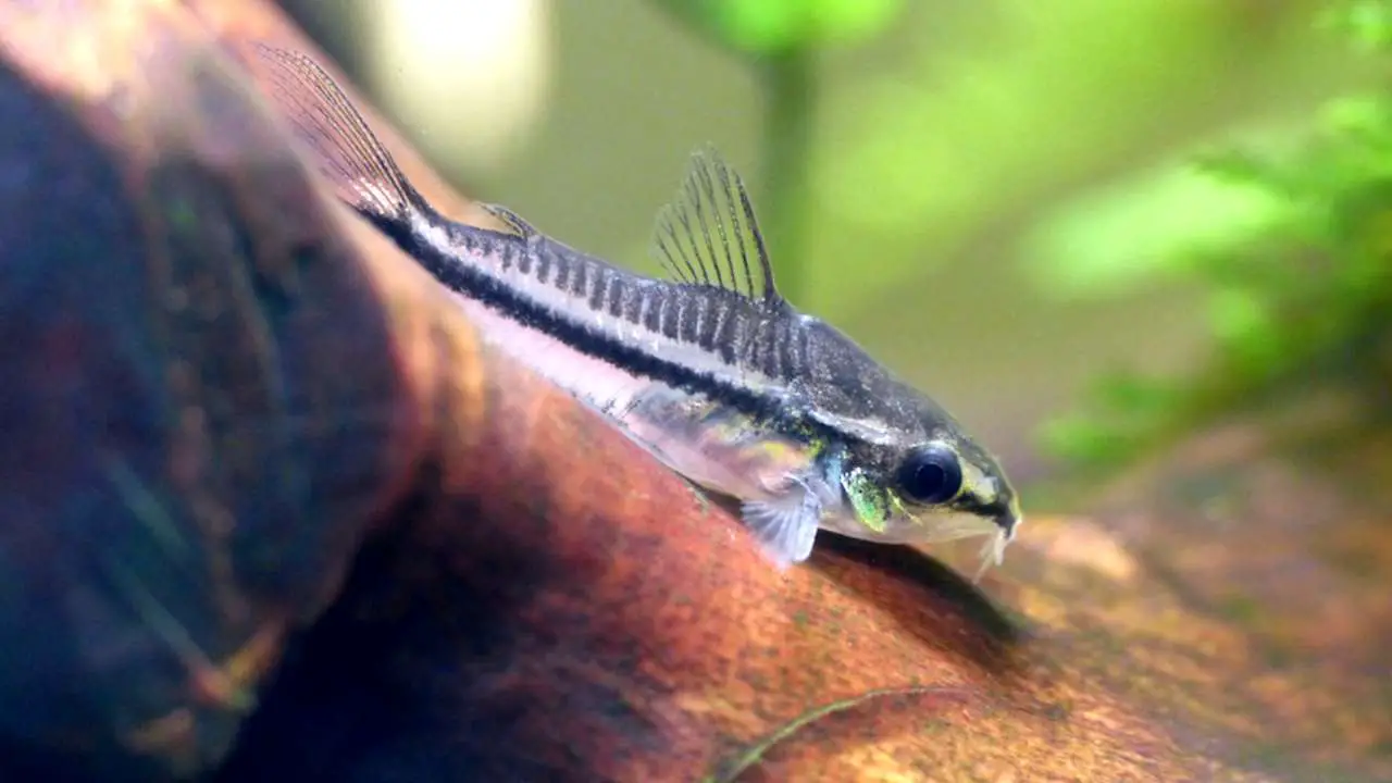 the best fish for beginners: Corydoras