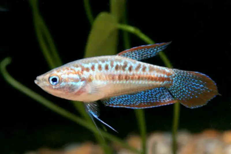the best fish for beginners: Sparkling Gourami