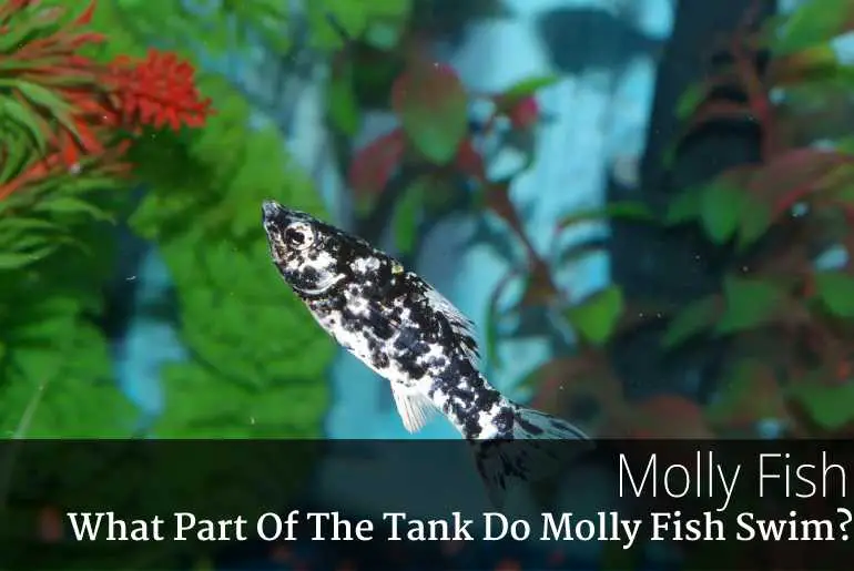 What Part Of The Tank Do Molly Fish Swim