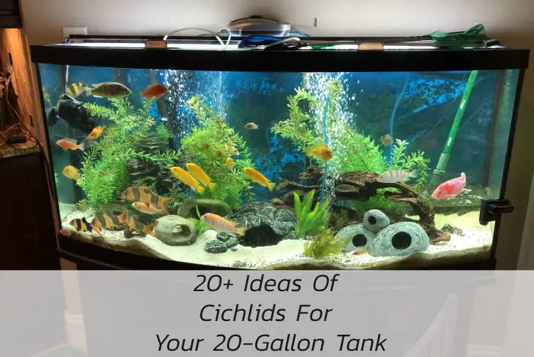 cichlids for your 20 gallon tank