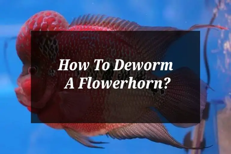 deworm a flowerhorn