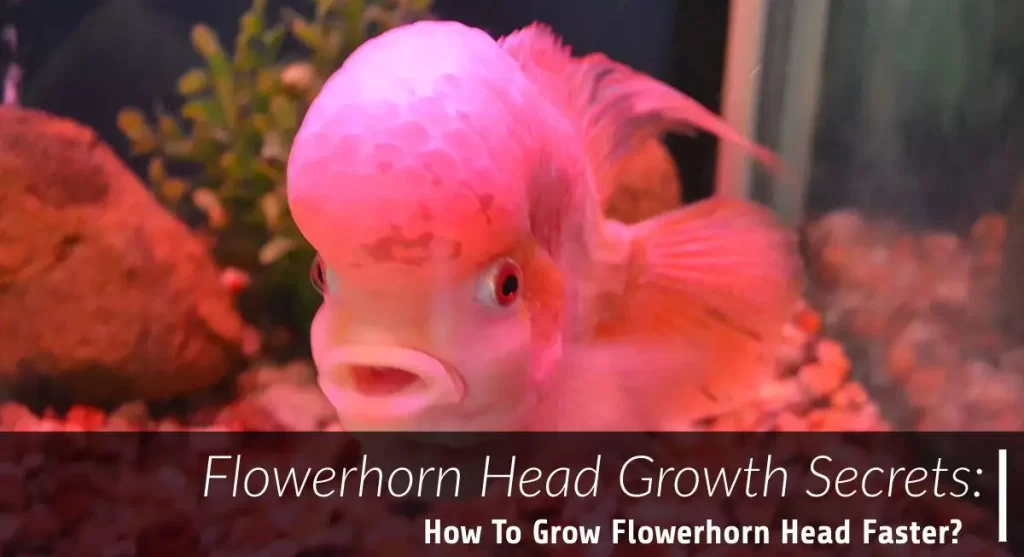flowerhorn head growth