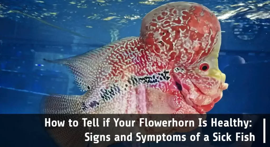 flowerhorn is healthy