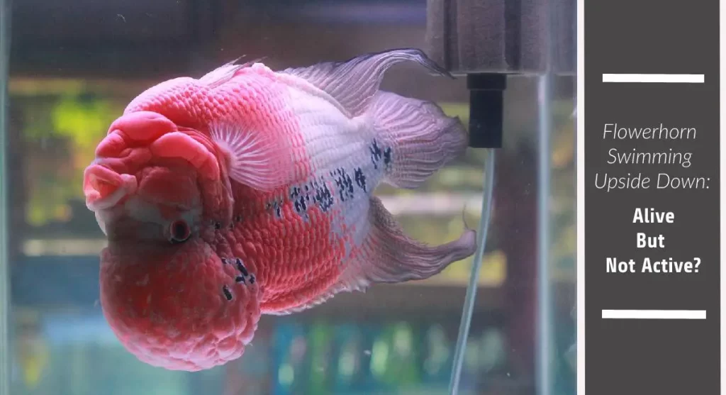 flowerhorn swimming upside down