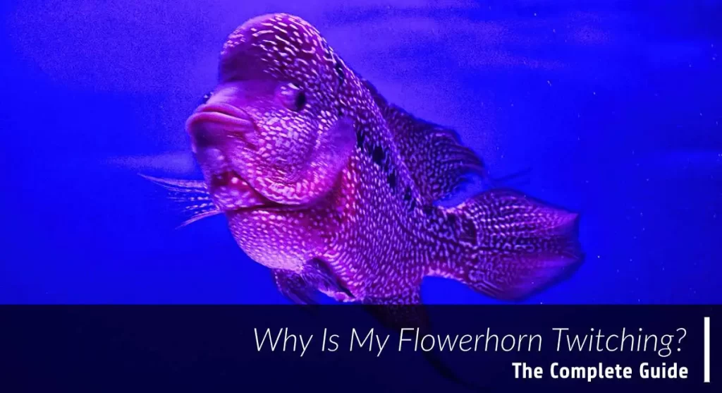 flowerhorn twitching