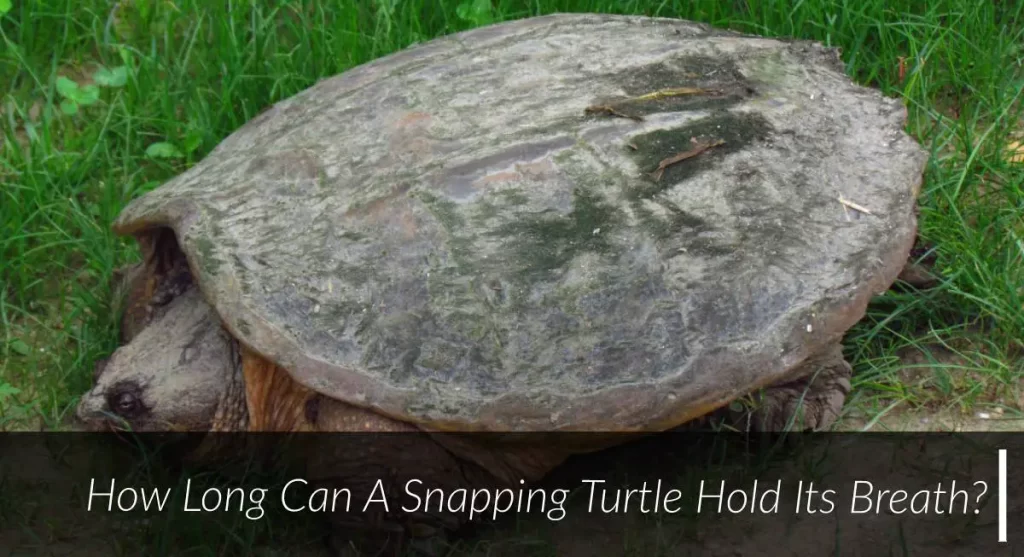 how long can snapping turtle hold its breath