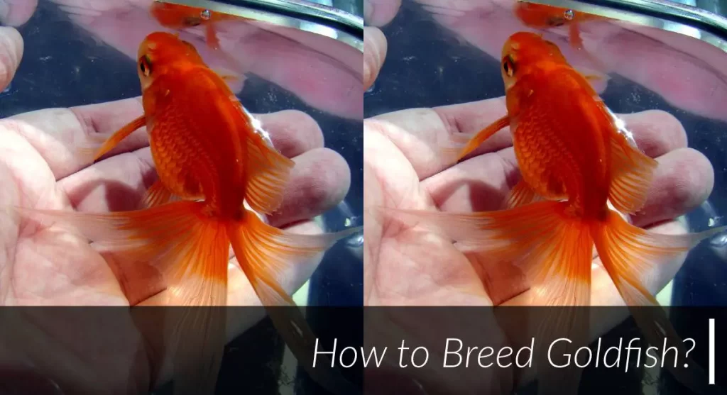 how to breed goldfish