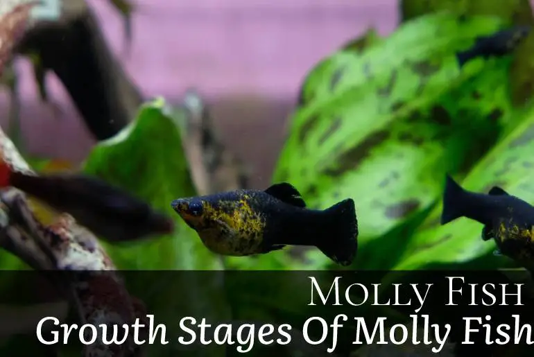 molly fish growth stages