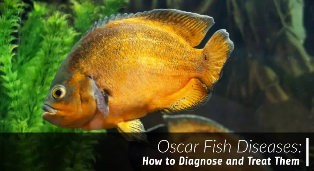 oscar fish diseases