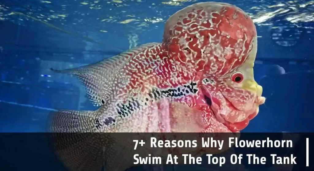 reasons why flowerhorn swim at the top of the tank