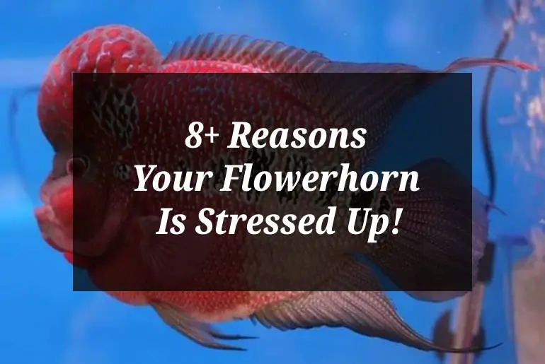 reasons your flowerhorn is stressed