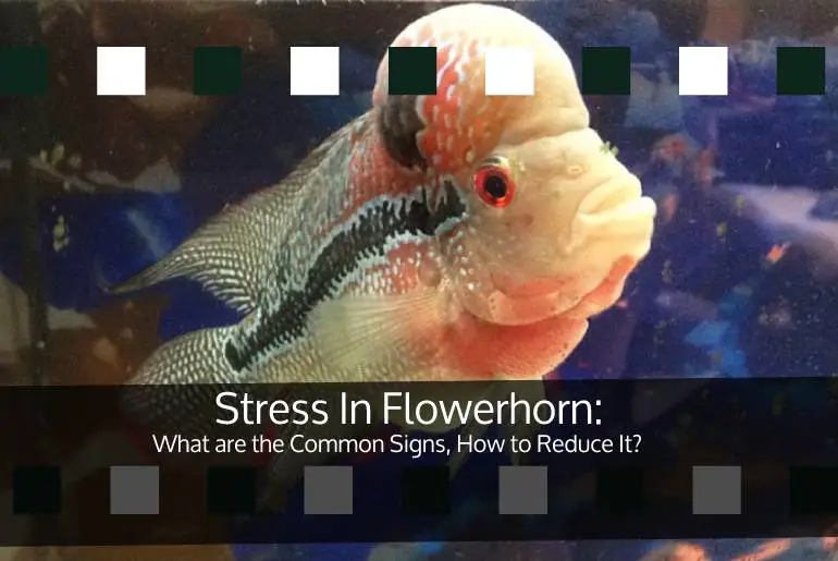 stress in flowerhorn