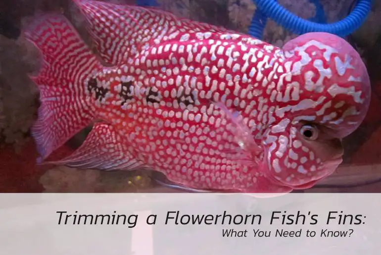 trimming flowerhorn fish fins