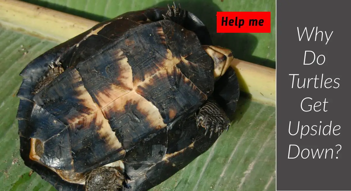 Why Do Turtles Get Upside Down? Can Turtles Die? - Fish Keeping Guide