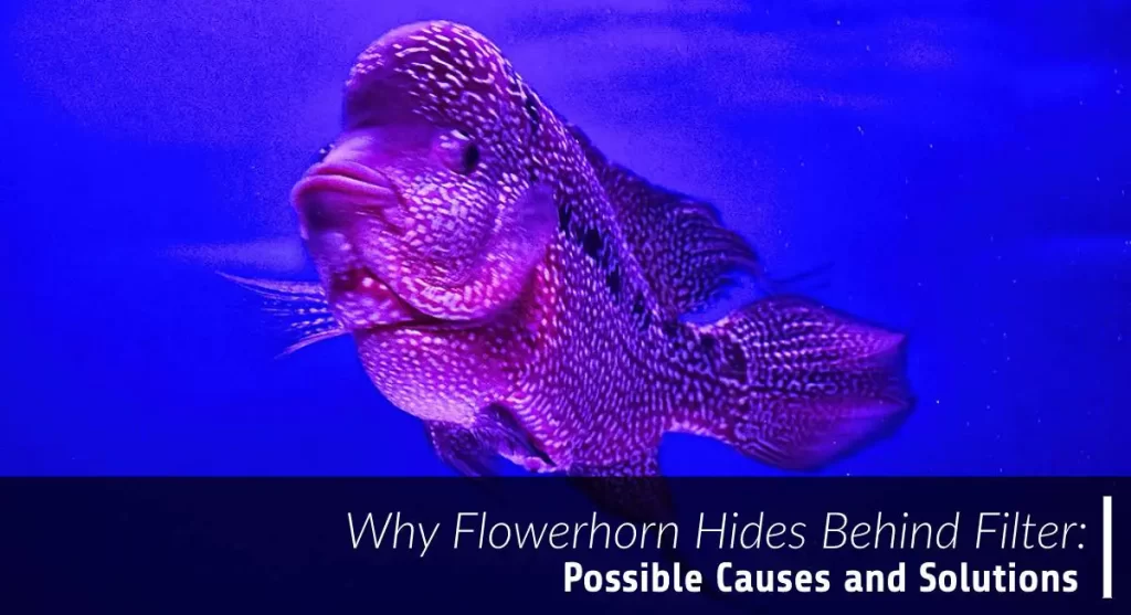 flowerhorn hides behind the filter