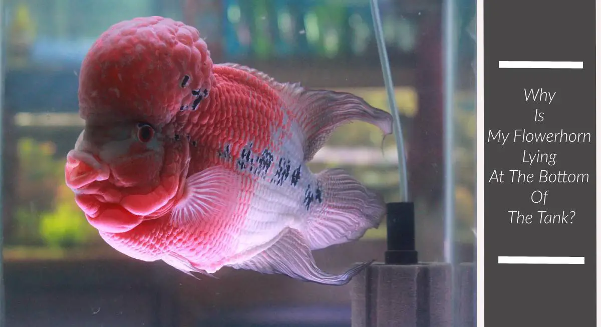 Why Is My Flowerhorn Lying At The Bottom Of The Tank?