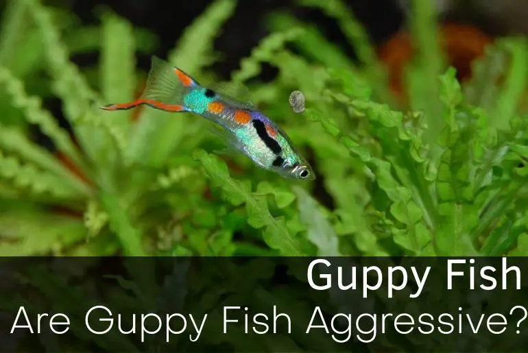 Are Guppy Fish Aggressive