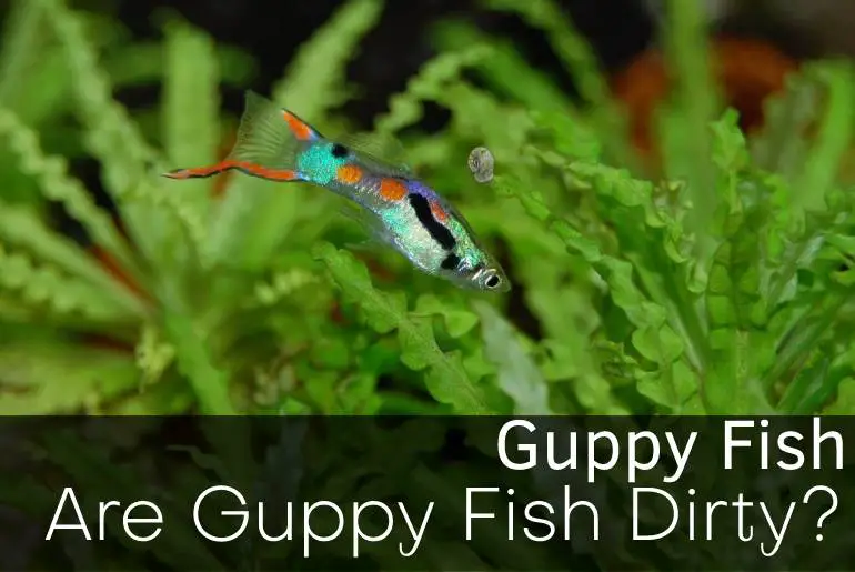 Are Guppy Fish Dirty