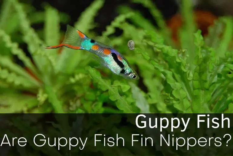Are Guppy Fish Fin Nippers