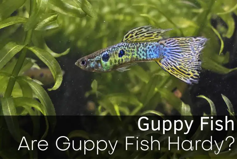 Are Guppy Fish Hardy