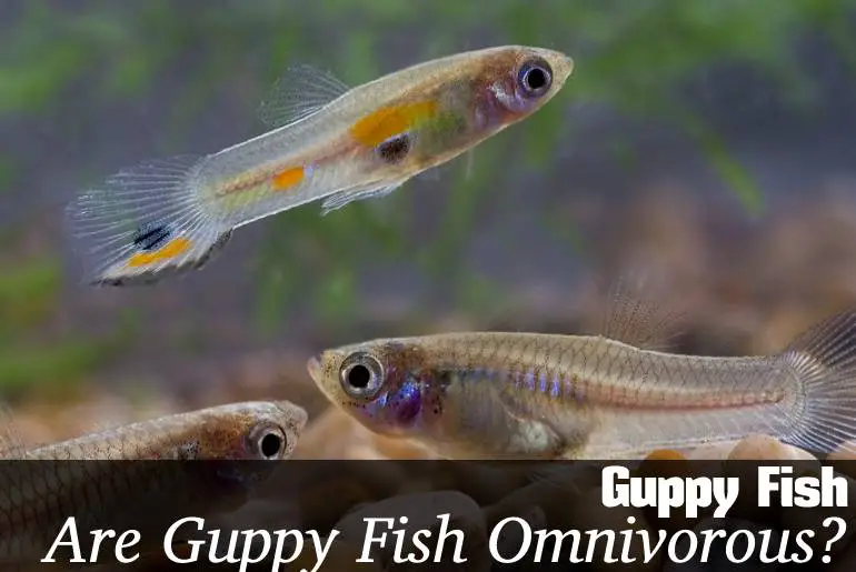 Are Guppy Fish Omnivorous