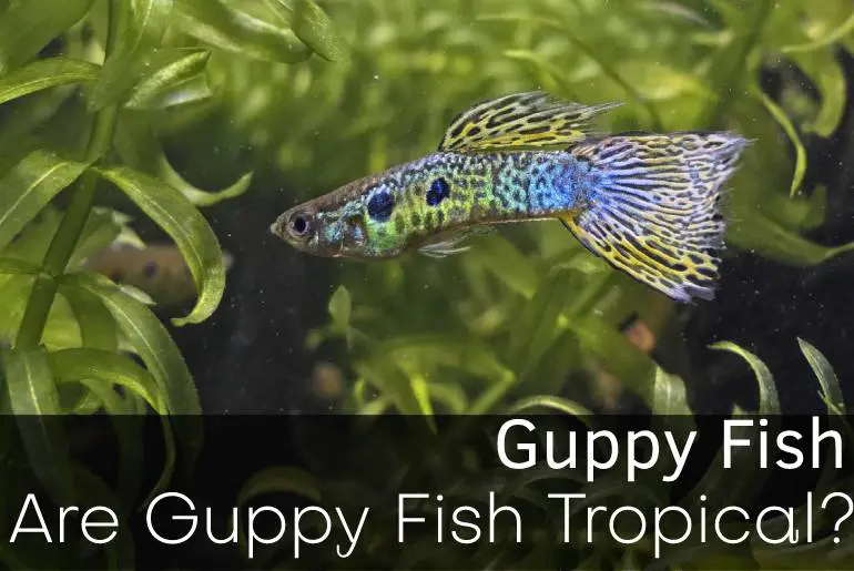 Are Guppy Fish Tropical