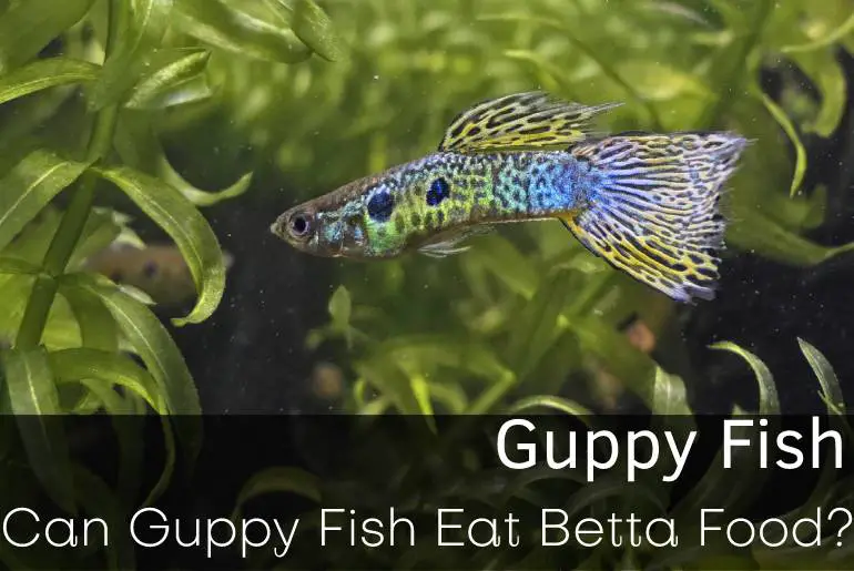 Can Guppy Fish Eat Betta Food