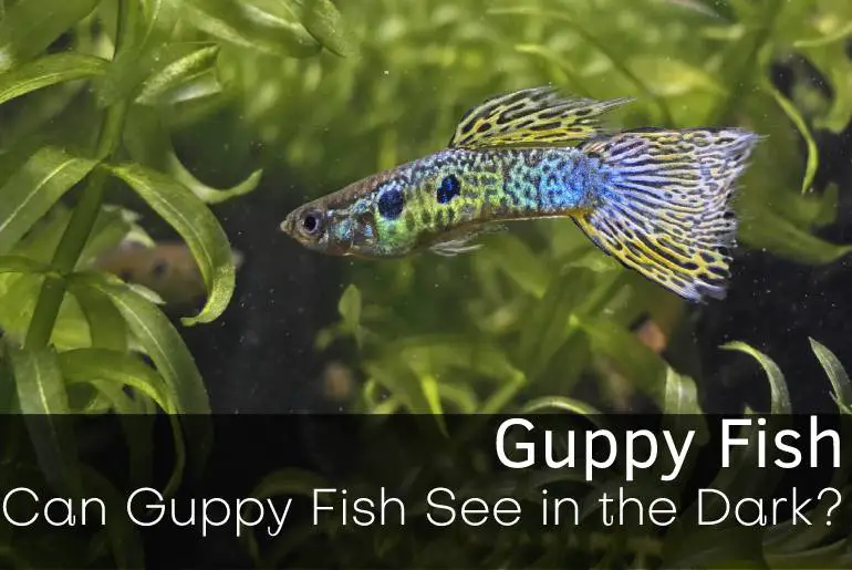 Can Guppy Fish See in the Dark