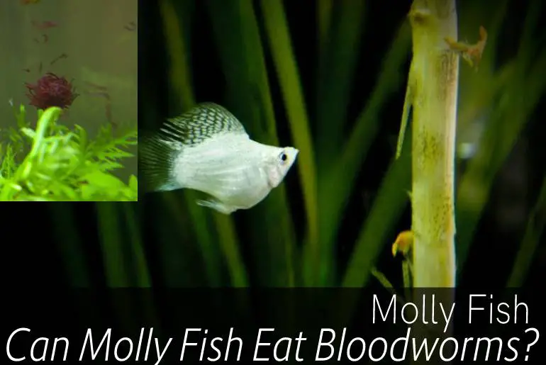 Can Molly Fish Eat Bloodworms