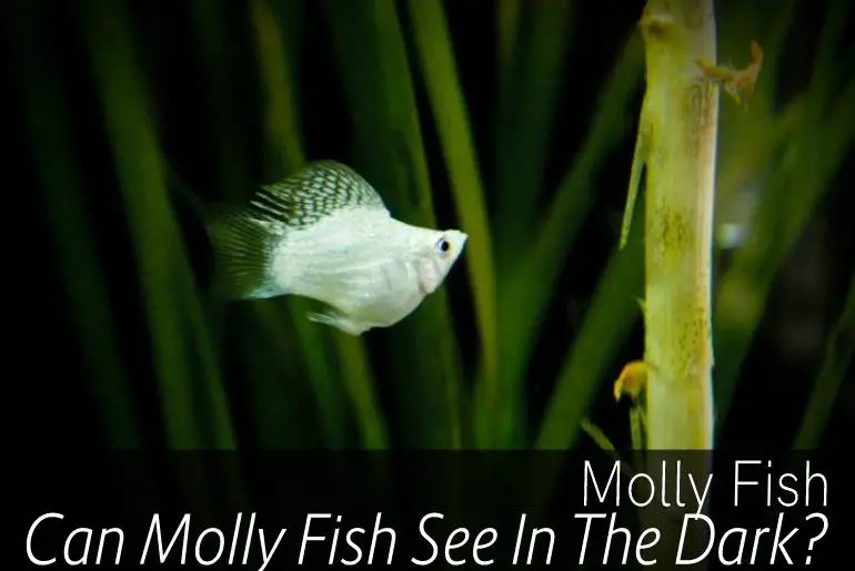 Can Molly Fish See In The Dark