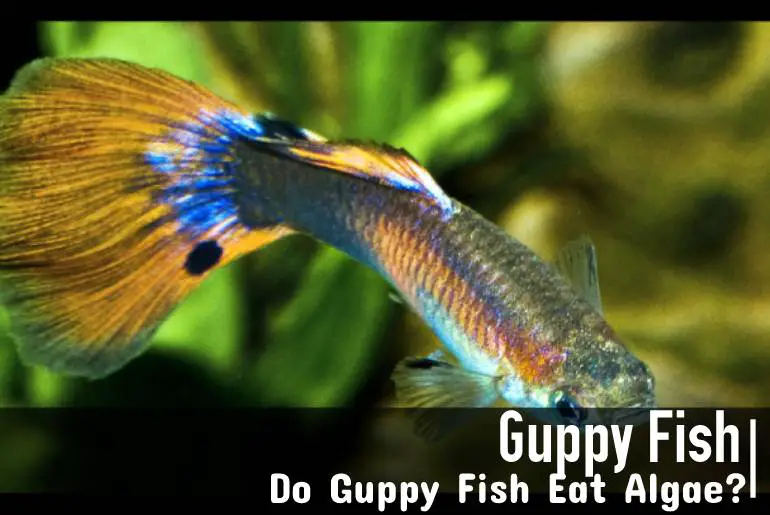 Do Guppy Fish Eat Algae