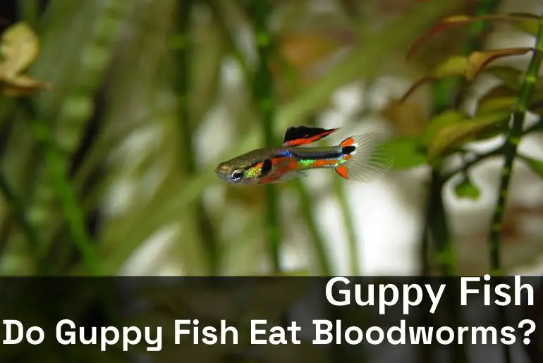 Do Guppies Eat Bloodworms