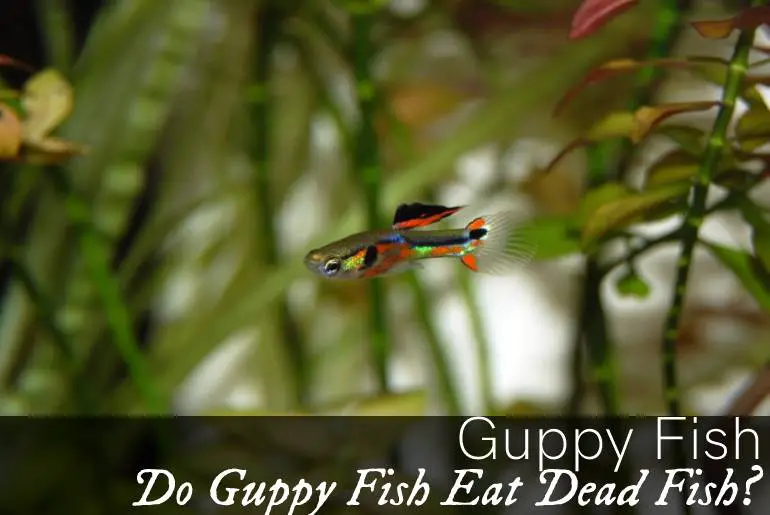 Do Guppy Fish Eat Dead Fish