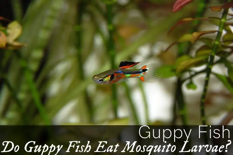 Do Guppy Fish Eat Mosquito Larvae