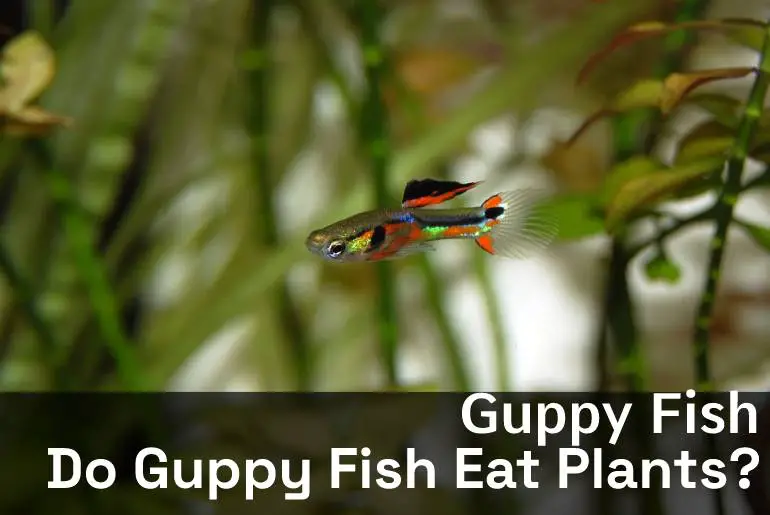 Do Guppy Fish Eat Plants