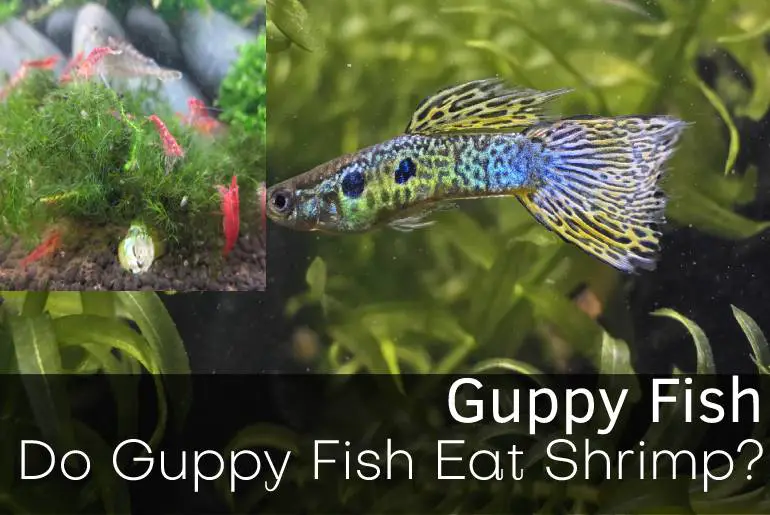 Do Guppy Fish Eat Shrimp