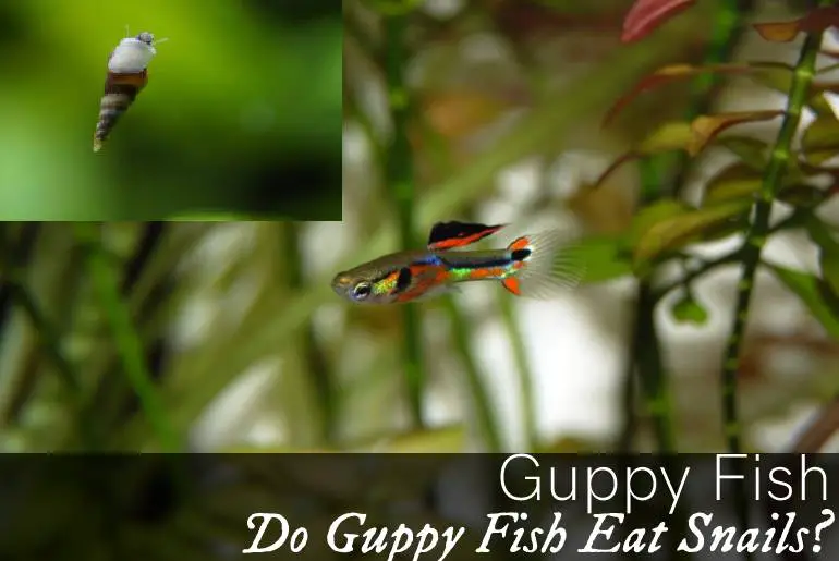 Do Guppy Fish Eat Snails