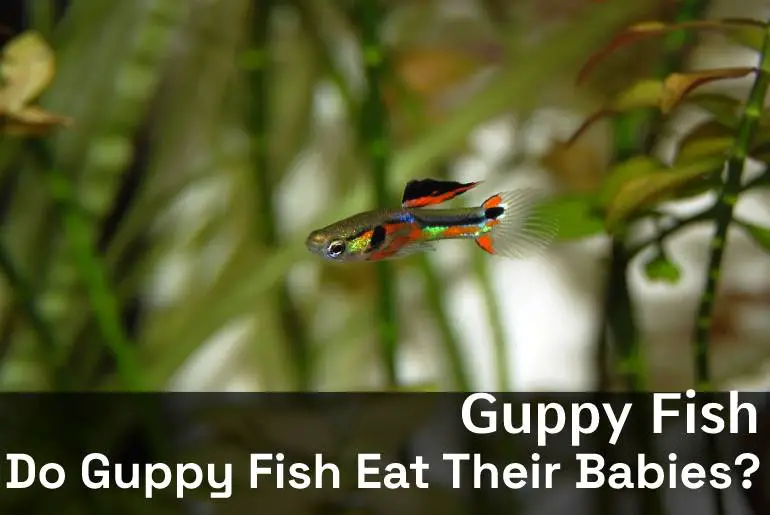 Do Guppy Fish Eat Their Babies