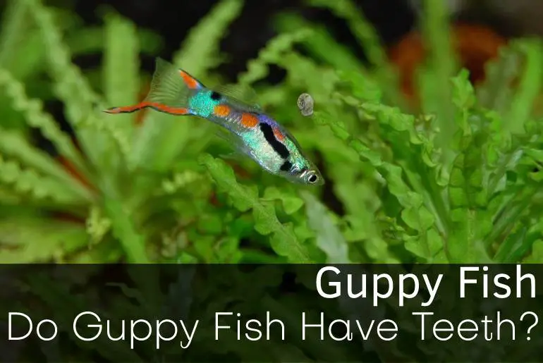 Do Guppy Fish Have Teeth