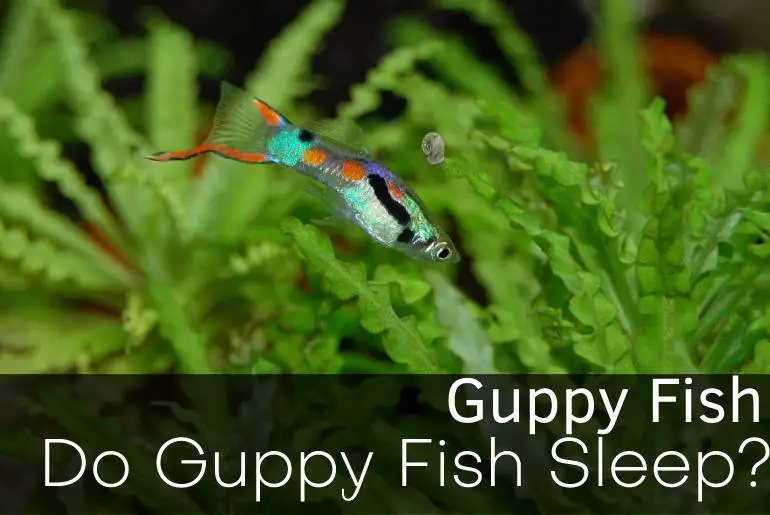 Do Guppy Fish Sleep