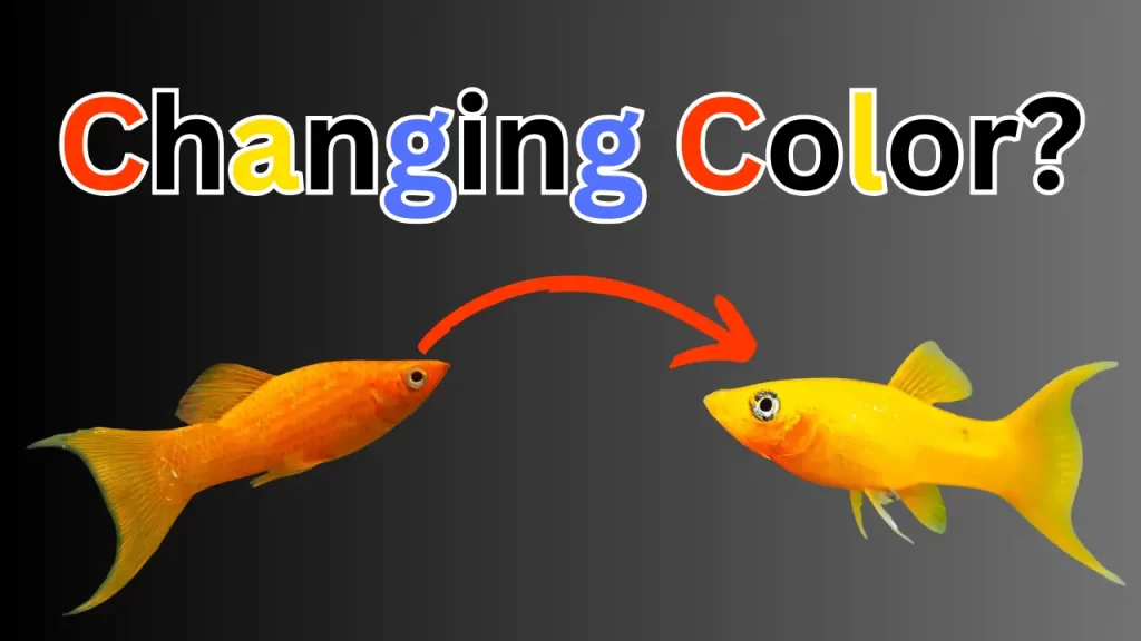 Do Molly Fish Change Color