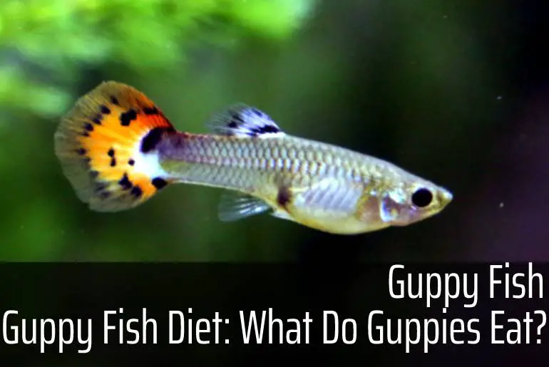 Guppy Fish Diet: What Do Guppies Eat