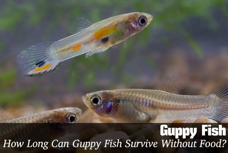 How Long Can Guppy Fish Survive Without Food