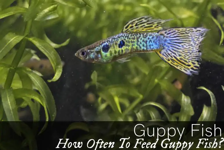 How Often To Feed Guppy Fish?
