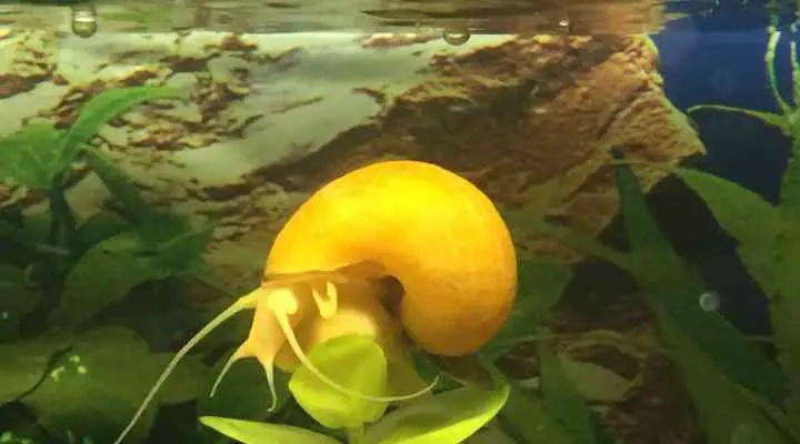 Mystery Apple Snail