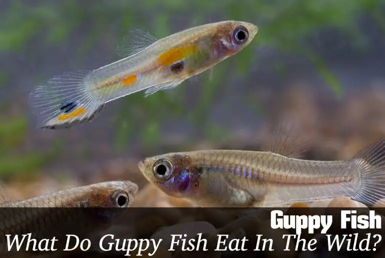 What Do Guppy Fish Eat In The Wild