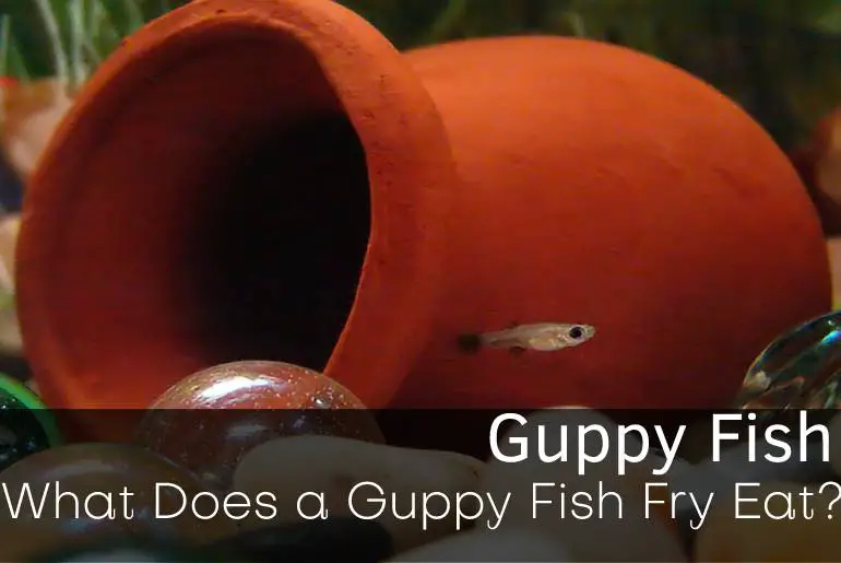 What Does a Guppy Fish Fry Eat